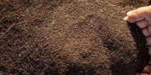 Vermicompost