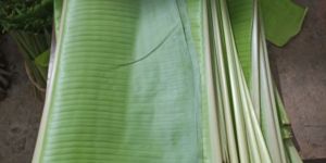 Fresh Banana Leaf