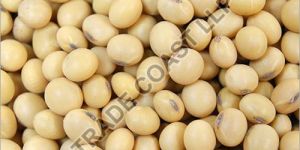 Soybean Seeds