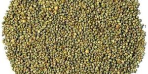 Green Millet Seeds