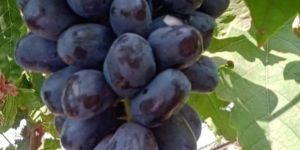 Black Grapes