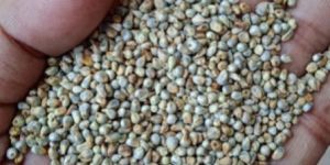 Green Millet Machine Clean