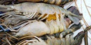 Frozen Prawns 10 Pics (1kg)