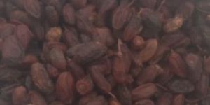 Neem Fruits