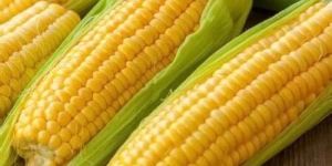 Fresh Yellow Corn