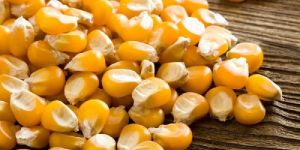 Maize Seed
