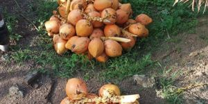 Tender Coconut Orange