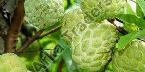 Fresh Custard Apple