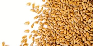 Australian Khorasan Wheat