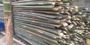 Bamboo Poles