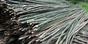 Round 8inch Bamboo Pole