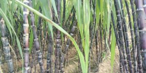 Black Sugarcane