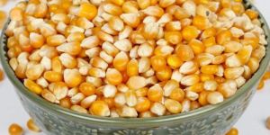 Yellow Maize