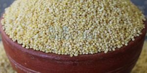 Proso Millet Seed
