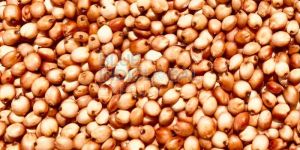 Sorghum Seed