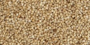Barnyard Millets Seeds