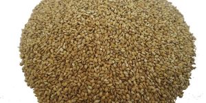 Browntop Millet Seed