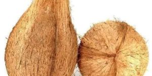 Semi Husked Tiptur Coconut