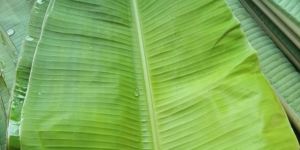 Banana Leaf