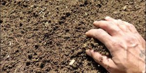 Vermicompost Fertilizer