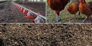 Chicken Manure