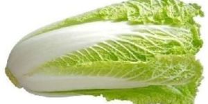 Fresh Chinese Cabbage