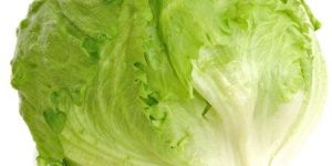 Fresh Lettuce Ice Burg