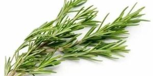 Green Fresh Rosemary Leaves