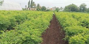 Organic Curry Leaves