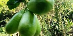 Fresh Assam Green Lemon