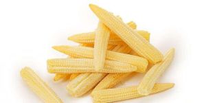 Fresh Baby Corns