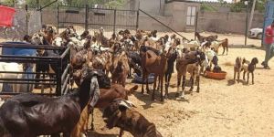 Sirohi Goats