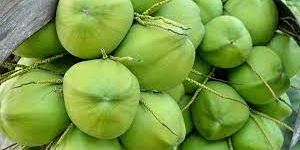 Tender Coconut