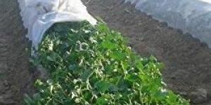 Agricultural Crop Covers