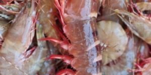 Tiger Prawn
