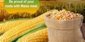 Maize Seeds
