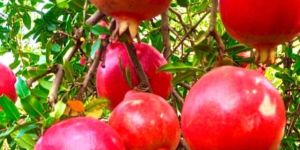 Fresh Pomegranate