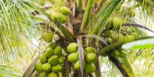 Tender Coconut - Raw