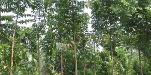 Agricultural Nursery