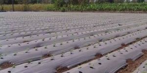 Mulching Paper