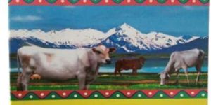 Krishna Desi Ghee