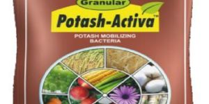 Potash Mobilizing Bacteria Powder
