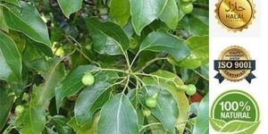Camphor Oil