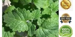 Catnip Oil