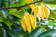 Ylang Ylang Oil