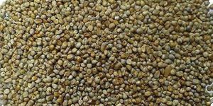 Green Millet Seeds