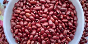 Rajma Seeds