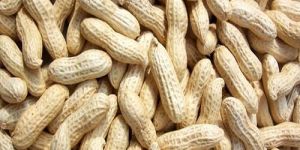 Groundnuts