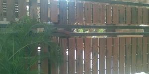 Stainless Steel Main Gate