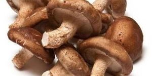 Shiitake Mushroom